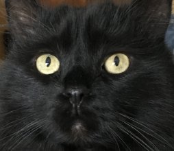 Jean-Philippe COSSETTE